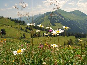Frühlingsblumen in Damüls